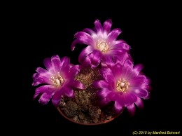 Sulcorebutia steinbachii v. mizquensis WR194 2086